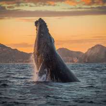 Whale Watching.jpg
