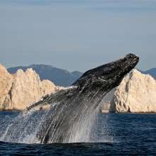 Whale Watching(1).jpg