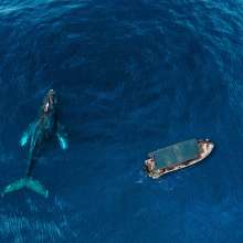 Whale Watching Aereal.jpg