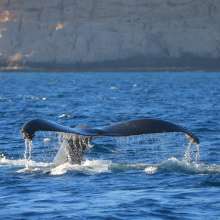 Whales Whales.jpg