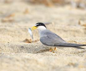 Gallito Marino - Fanny Noriega Rivera