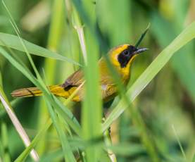 Mascarita Peninsular - Javierl Alcalá Santoyo