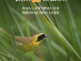 Birdwatching Guide