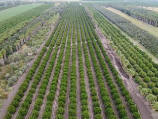 Huerta Las Palmas