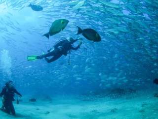 Diving in Los Cabos