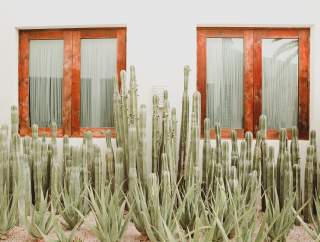 Cactus in Front of Windows