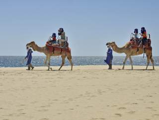 Camellos