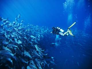 Diving-gallery
