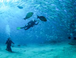 Diving - Cabo Pulmo