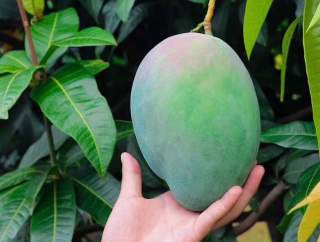 Rancho Los amigos un mango
