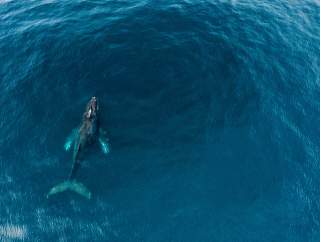 Whale Aereal.jpg