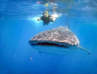 Whale Shark