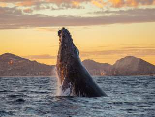 Whale watching