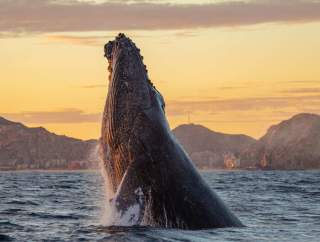 whale watching