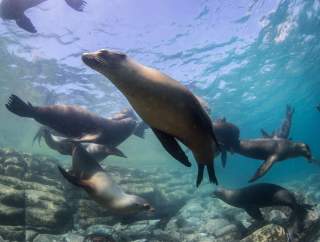 conjuntos de lobos marinos nadando por debajo del agua