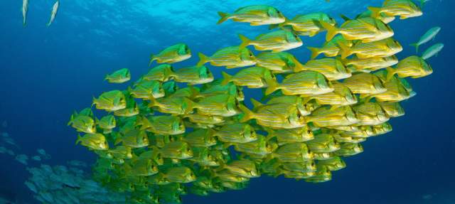 Fishes in Los Cabos