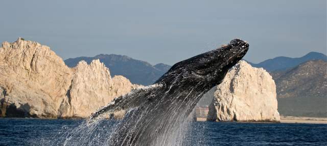 Whale Watching(1).jpg