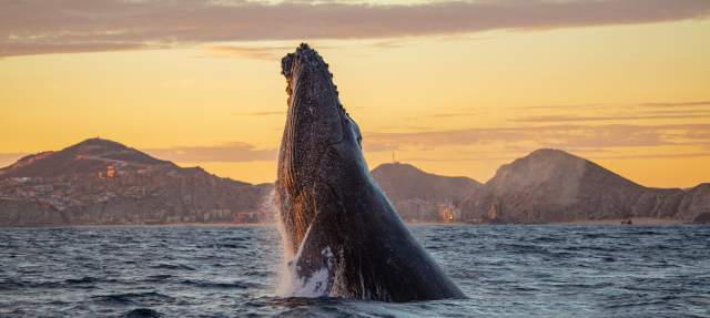 Whale watching