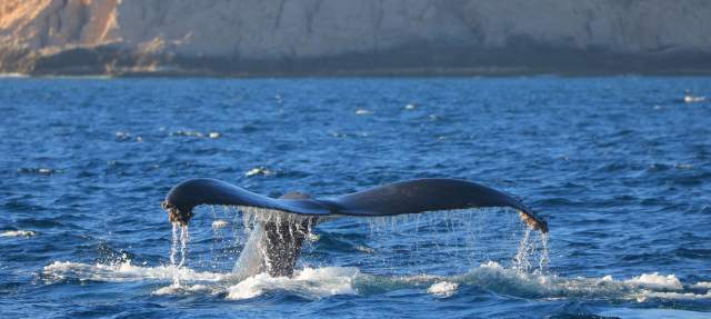 Whales Whales.jpg