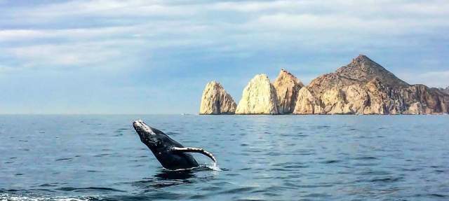 Four Animal Experiences in Cabo That Will Take Your Breath Away