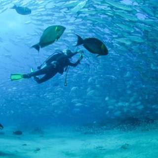 Diving in Los Cabos
