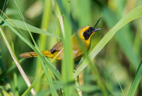 Los Cabos, segunda ciudad de México en destacar por su protección a las aves