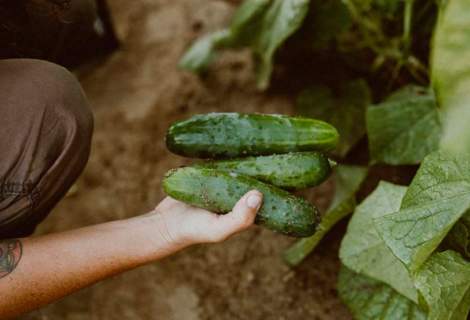 The real essence of a Farm to Table venture.