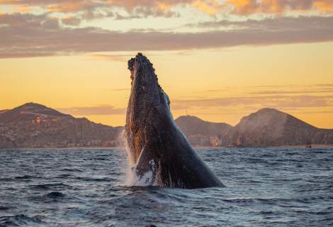 Whale watching