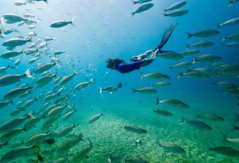 mujer haciendo snorkel en el mar rodeada de peces
