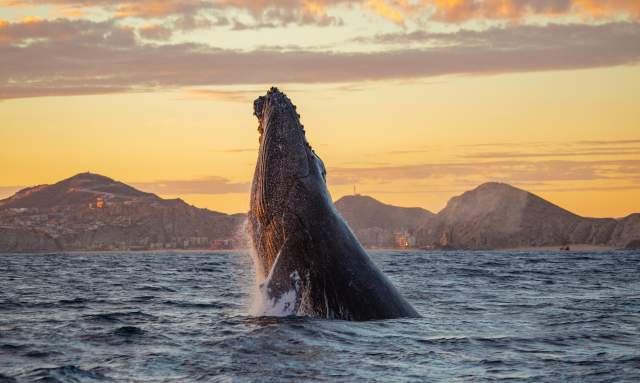 Whale watching