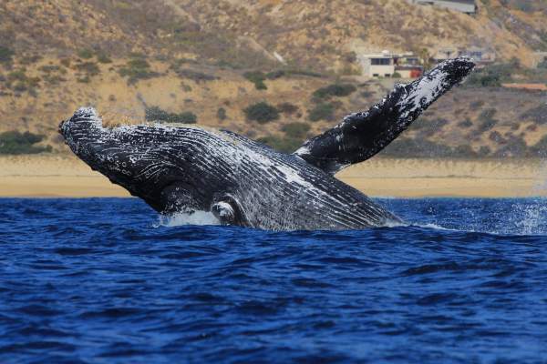 10 Datos sobre las ballenas que no conocías