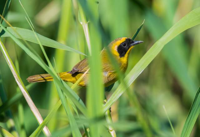 Los Cabos, segunda ciudad de México en destacar por su protección a las aves