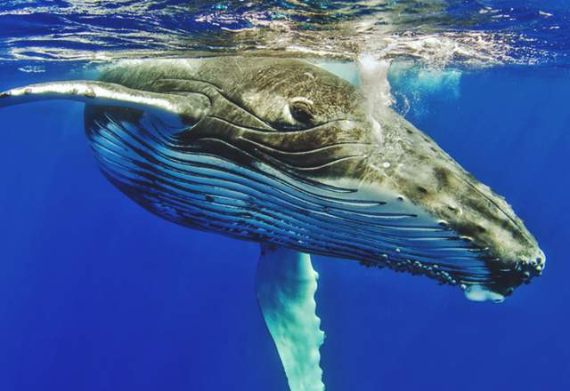 Whales