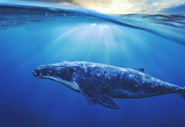 Whale Under Surface
