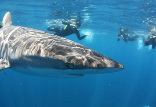 Pelagic safari
