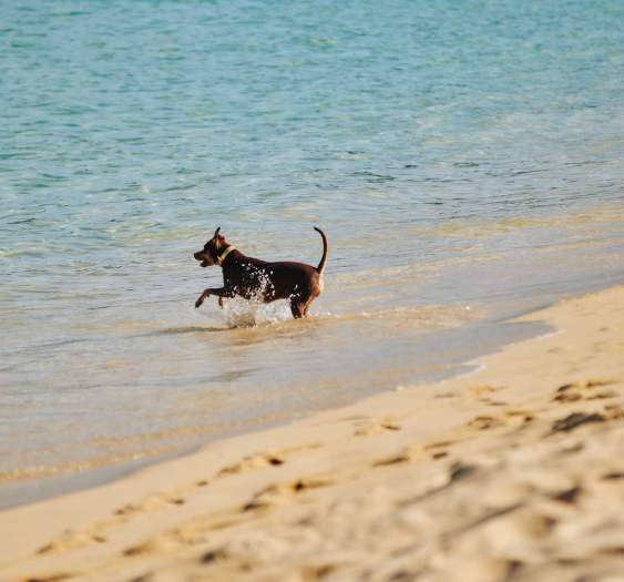 Actividades pet-friendly en Los Cabos: no olvides a tu compañero