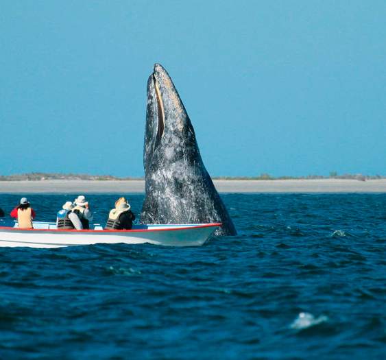 El santuario de la ballena gris: una experiencia transformadora en Baja California Sur