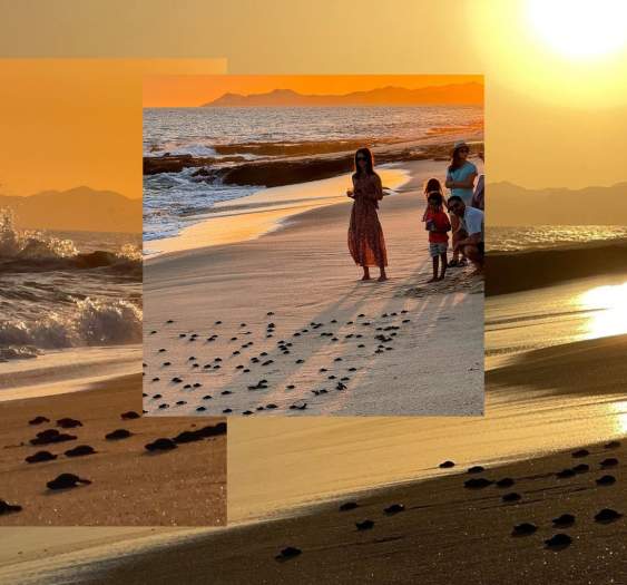 Protecting Sea Turtles in Los Cabos