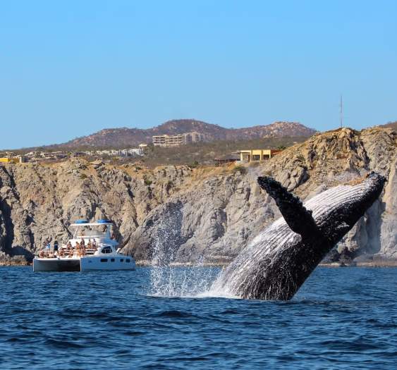 Whale Watching in Los Cabos 2025: The Ultimate Guide to an Unforgettable Season