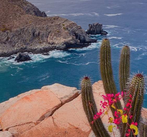 The Living Wild of Los Cabos