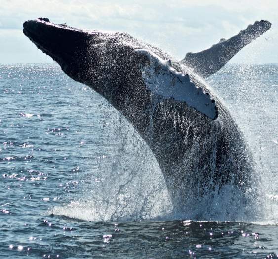 La espera terminó, las ballenas están por volver a Los Cabos
