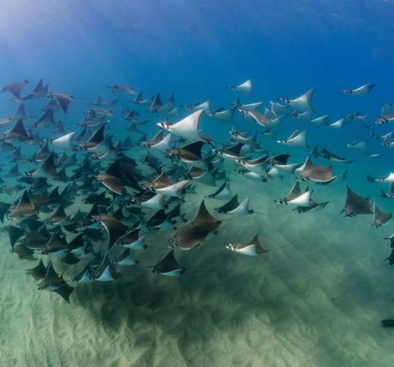 ¡No te pierdas el avistamiento de rayas mobula en Los Cabos!