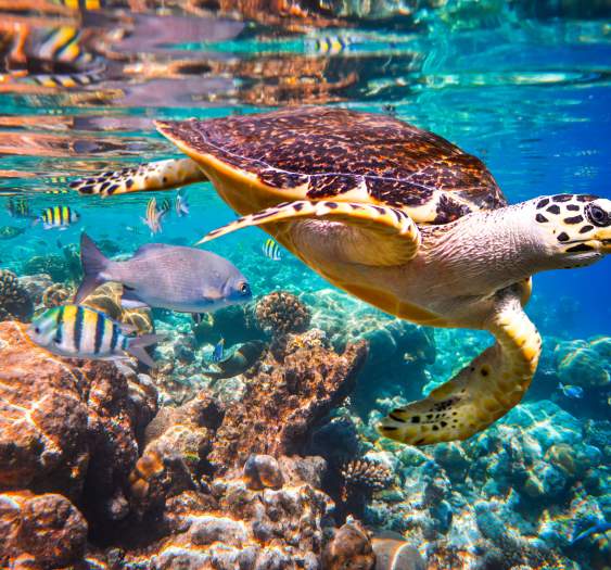 The Baja Marine Wildlife Calendar: What’s Swimming in Los Cabos and When