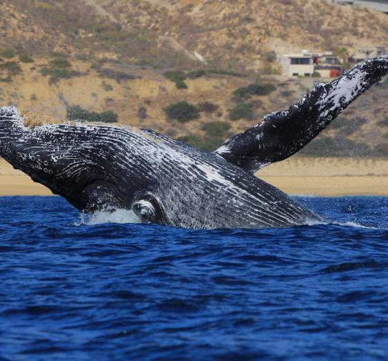 10 Datos sobre las ballenas que no conocías