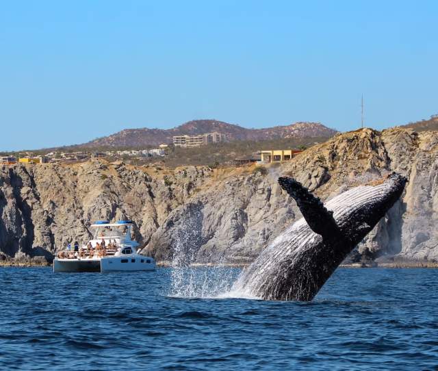 Whale Watching in Los Cabos 2025: The Ultimate Guide to an Unforgettable Season