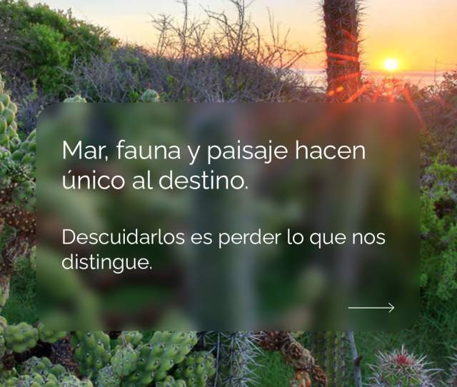 Todos por Los Cabos - Campaña 2