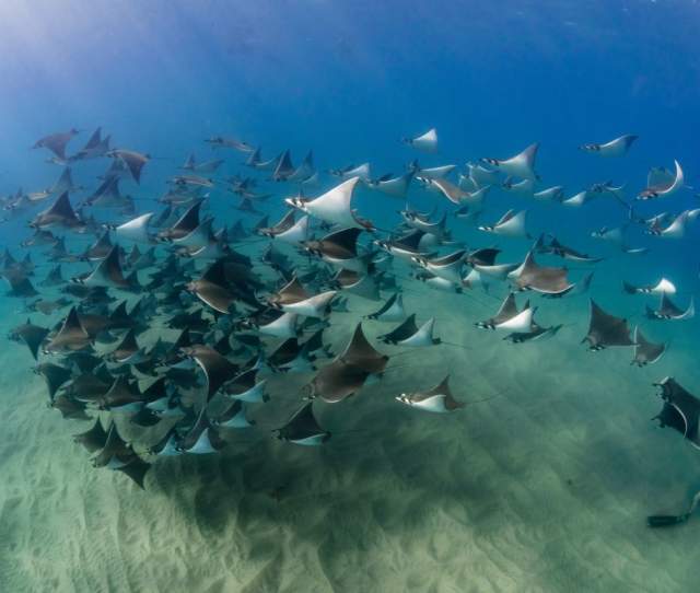 A Guide to Mobula Ray Season in Los Cabos