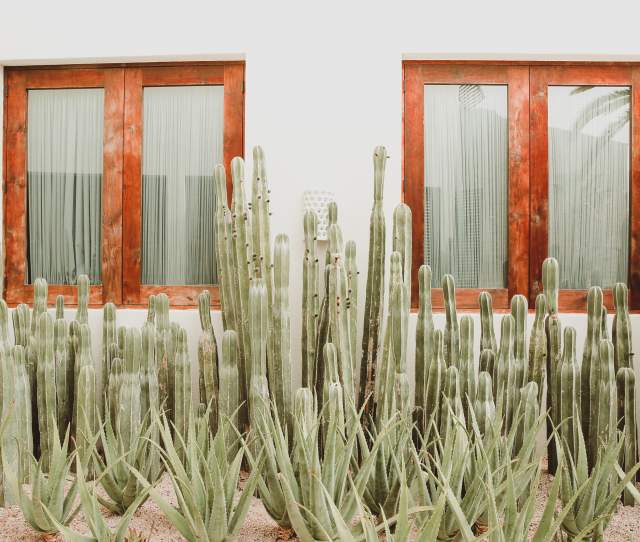 Cactus in Front of Windows