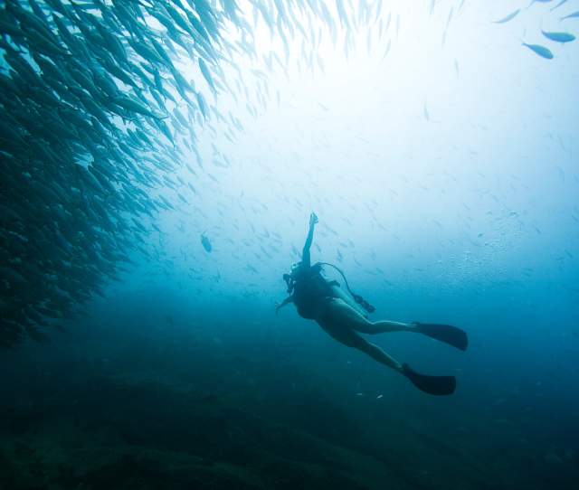 Persona bajo el mar buceando rodeado de peces
