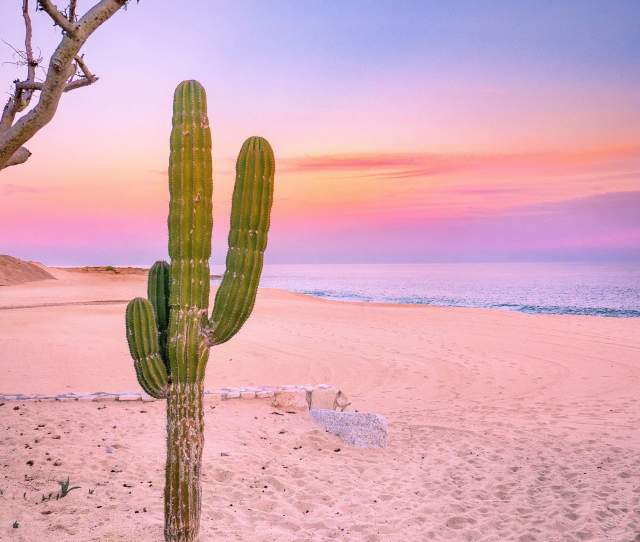 Cactus sunset